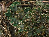 Peltigera malacea image