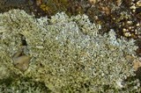 Physcia tribacia var. tribacia image
