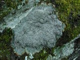 Diploschistes muscorum image