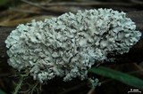 Imshaugia placorodia image