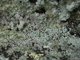 Leprocaulon gracilescens image
