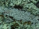 Leprocaulon gracilescens image