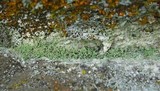 Leprocaulon microscopicum image