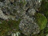 Pannaria tavaresii image