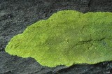 Pleopsidium flavum image