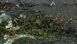 Psora nipponica image