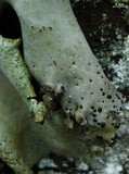 Umbilicaria americana image