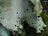 Umbilicaria americana image