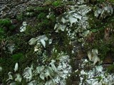Umbilicaria americana image