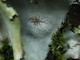 Umbilicaria americana image