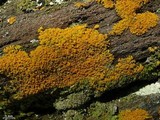 Xanthoria elegans image