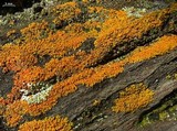 Xanthoria elegans image