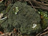 Fuscopannaria sorediata image