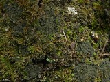 Fuscopannaria sorediata image