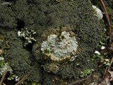 Fuscopannaria sorediata image