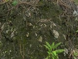 Fuscopannaria sorediata image