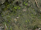 Fuscopannaria sorediata image