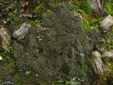 Fuscopannaria sorediata image