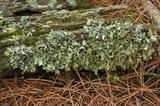 Platismatia glauca image