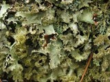 Platismatia glauca image