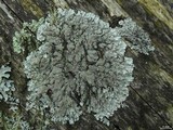 Imshaugia placorodia image