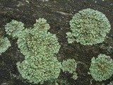 Parmeliopsis ambigua image