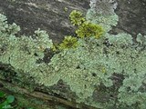 Vulpicida pinastri image