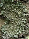 Punctelia jeckeri image
