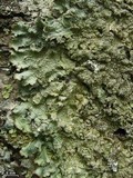 Punctelia jeckeri image