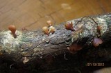 Dacryopinax elegans image