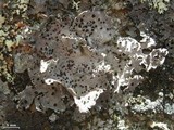 Lasallia papulosa image