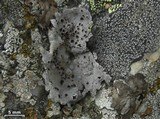 Lasallia papulosa image