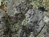 Lasallia papulosa image