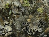 Lasallia papulosa image