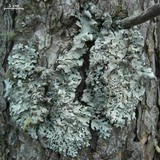 Hypotrachyna laevigata image