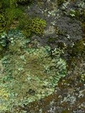 Pannaria tavaresii image