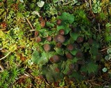 Peltigera venosa image
