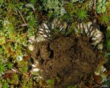 Peltigera venosa image