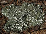 Cladonia symphycarpia image