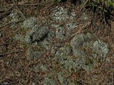 Cladonia symphycarpia image