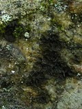 Collema furfuraceum image