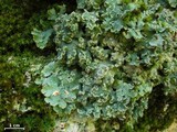 Flavopunctelia flaventior image