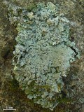 Polyblastidium japonicum image