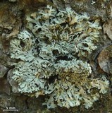 Polyblastidium japonicum image
