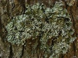 Hypogymnia physodes image