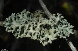 Hypogymnia tubulosa image