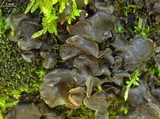 Image of Leptogium burnetiae