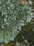 Parmelia saxatilis image