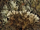 Peltigera praetextata image