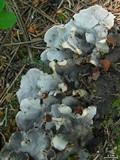 Peltigera rufescens image